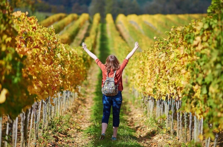  Invierten 300 millones para el desarrollo del Enoturismo