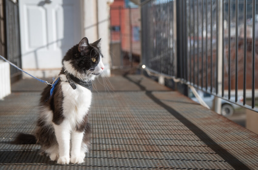  CÓMO ACCEDER AL SERVICIO DE ESTERILIZACIÓN Y VACUNACIÓN ANTIRRÁBICA GRATUITA