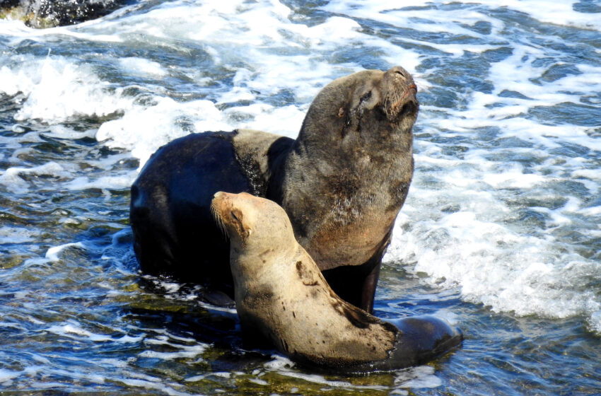  Recomiendan no pasear a los perros ni acercarse a animales silvestres en la playa