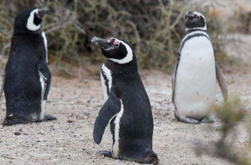 Inauguran la temporada de pingüinos en Chubut