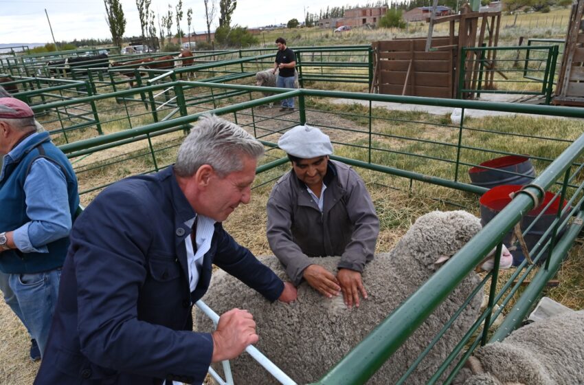  Por gestiones de Chubut, Nación oficializó una nueva edición del Plan LanAr e incrementa la asistencia a productores ovinos de la Provincia