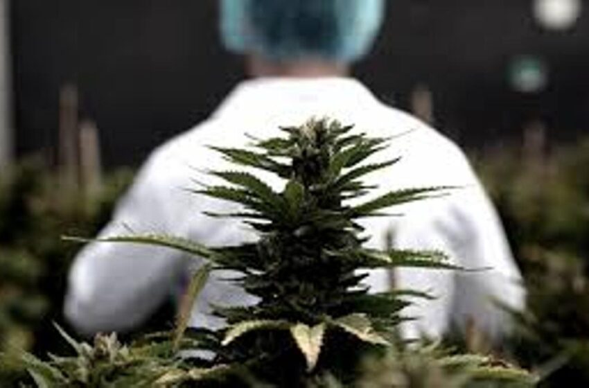  Cannabis y Fibromialgia: Naturaleza para el dolor del cuerpo y del alma