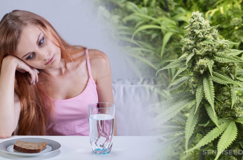  Cannabis y trastornos digestivos: recuperar la calma y el equilibrio