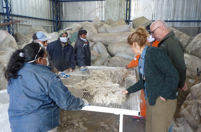  Meseta Central: Provincia acompaña a productores con tareas de acopio y clasificación de Fibra Mohair