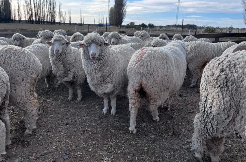  Se lanzó el pago de una primera tanda de productores beneficiarios del Plan Lanar ll