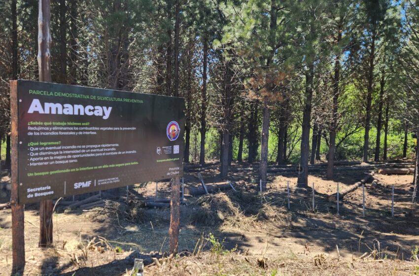  Provincia fortalece el programa de silvicultura preventiva