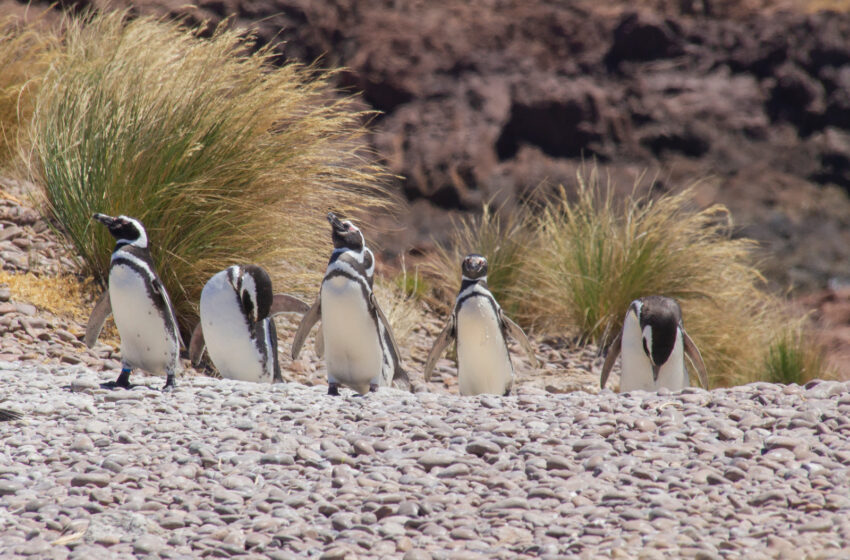  Turismo chubutense: Medios locales realizaron un viaje de prensa a Camarones y al Área Natural Protegida Cabo Dos Bahías