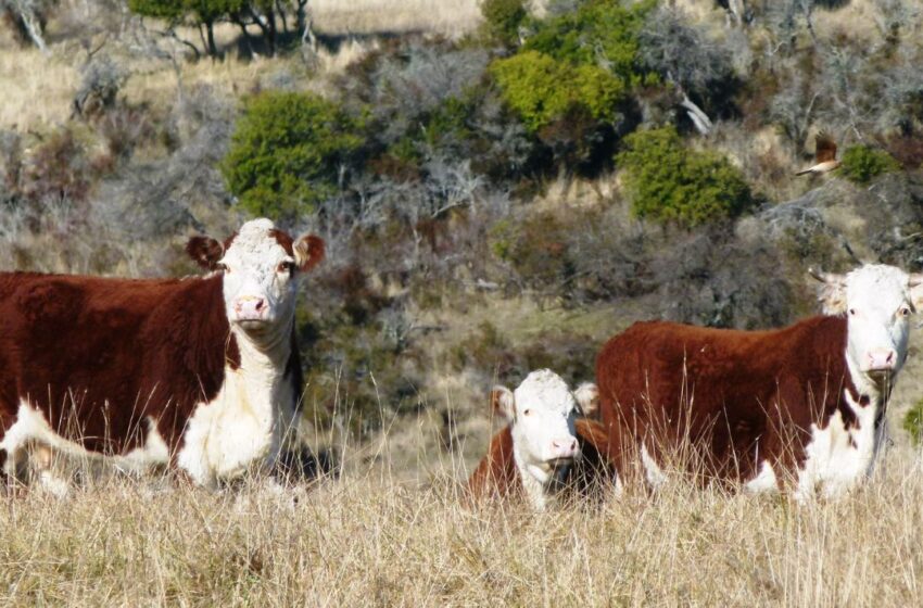  El Gobierno del Chubut seleccionó proyectos financiables para la conservación y el manejo del bosque nativo