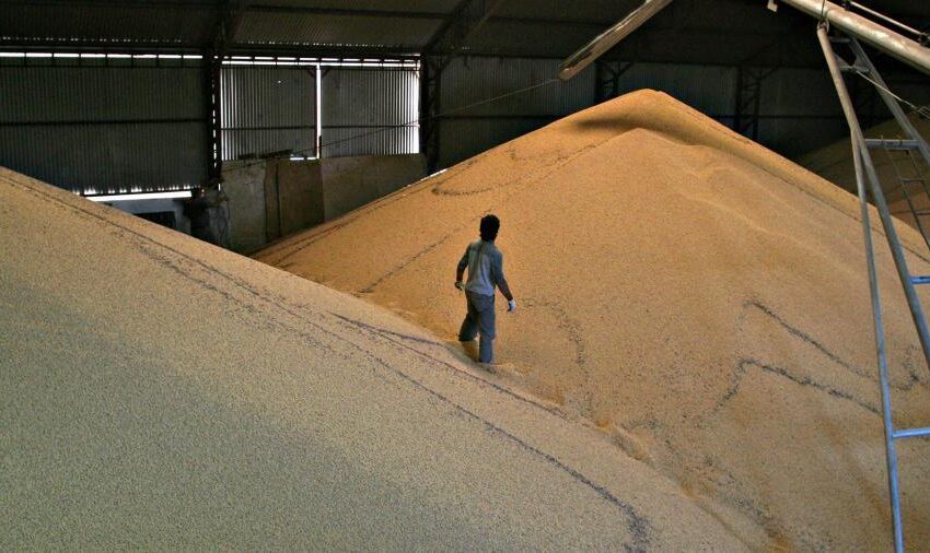  La facturación por las exportaciones de soja y maíz rondaría los US$ 28.700 millones