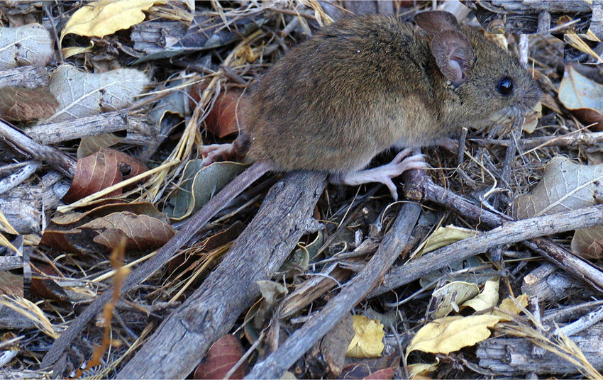  El Gobierno Provincial recuerda las medidas de cuidado para prevenir el Hantavirus