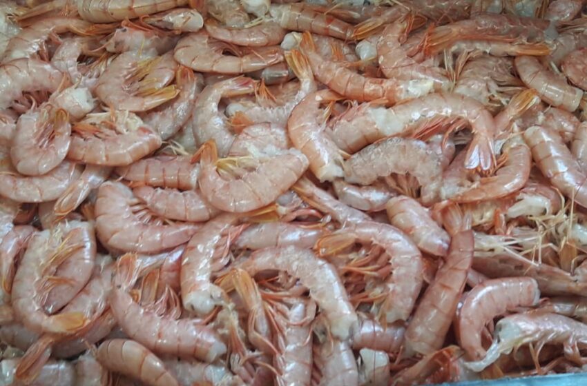  Provincia decomisó más de 6000 kilos de langostinos que eran trasladados de forma ilegal