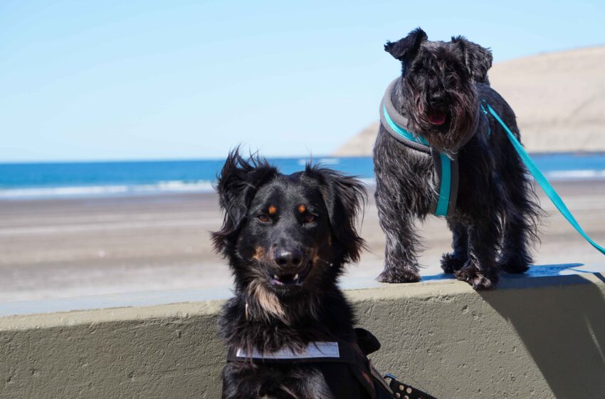  NUEVA JORNADA DE ESTERILIZACIÓN GRATUITA DE PERROS Y GATOS