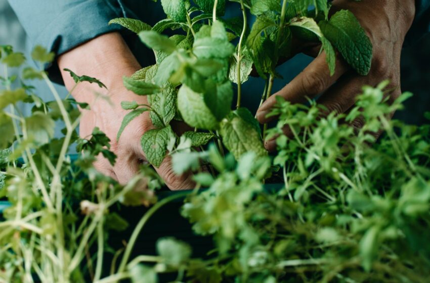  TALLER DE “MULTIPLICACIÓN DE PLANTAS AROMÁTICAS” EN RADA TILLY