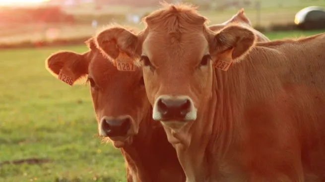  Si llega La Niña, el golpe en la ganadería será crítico: «Vamos a llorar todos»