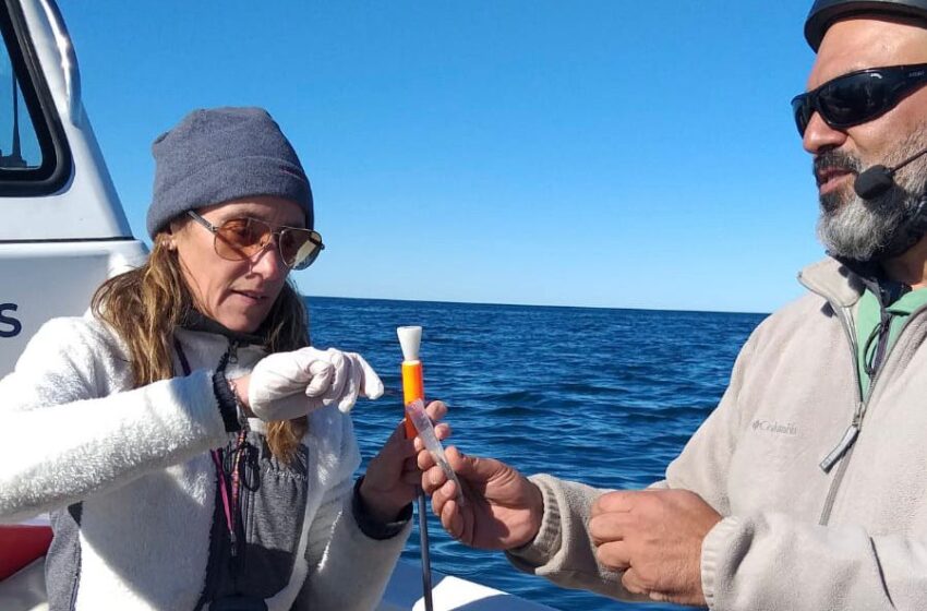  Proyecto Ballena Sei: finalizó el trabajo de filmación y la primera etapa de colocación de rastreadores satelitales 