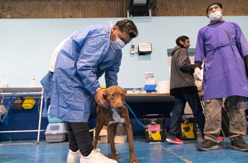  Veterinaria aumentó las castraciones caninas y felinas en los distintos barrios de la ciudad