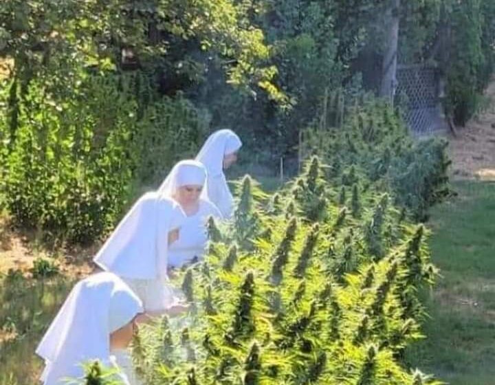  “El Cultivo como experiencia medicinal y espiritual: Las Hermanas del Valle, monjas californianas y cultivadoras de Cannabis”