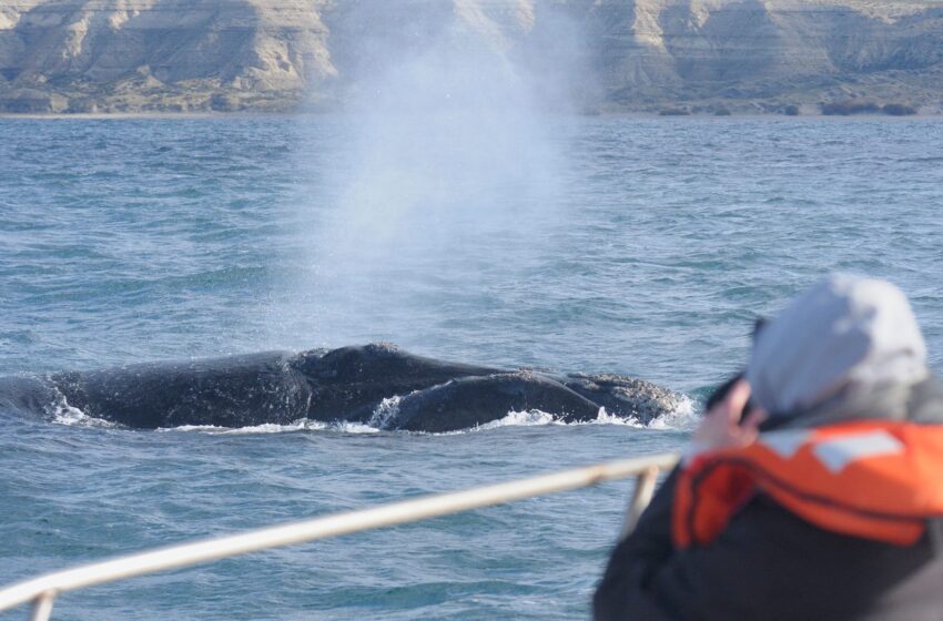  El Gobierno del Chubut anunció el lanzamiento de la Temporada de Ballenas 2024
