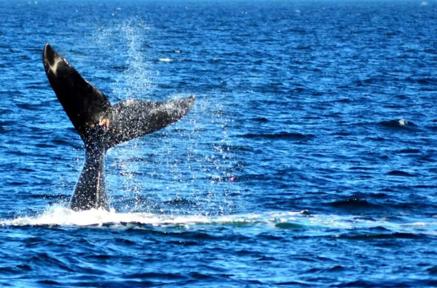  Apertura Oficial de la Temporada de Ballenas 2024 en Puerto Pirámides