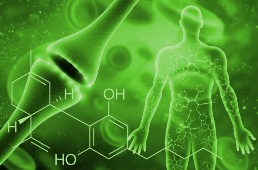  “Alimentación y Sistema Endocannabinoide”