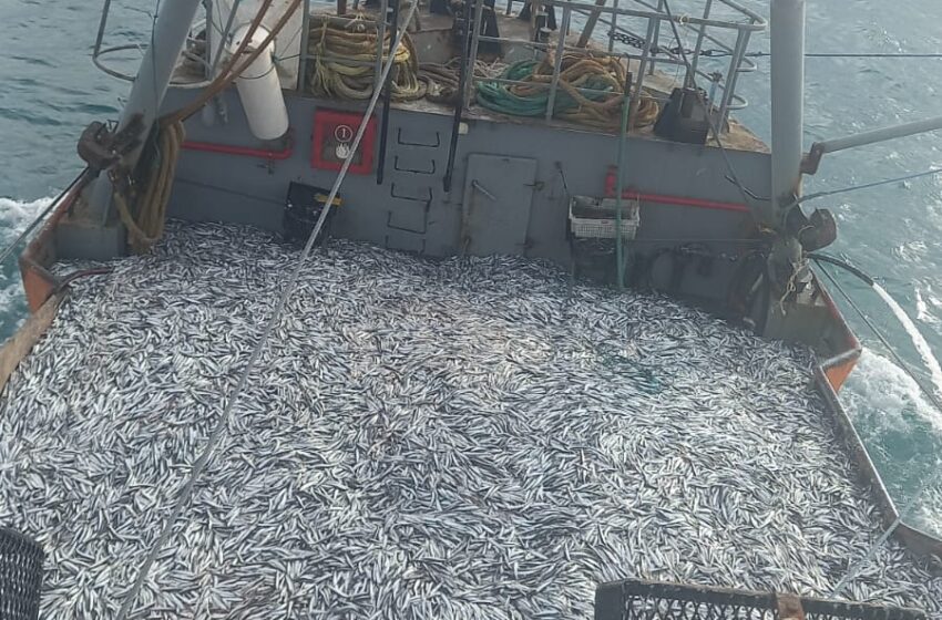  Chubut: Puerto Rawson alcanzó el récord de captura de anchoíta con una cifra histórica