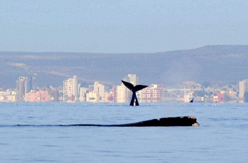  Chubut recibirá a referentes de Latinoamérica, el Caribe y la UNESCO al ser sede de un encuentro de conservación