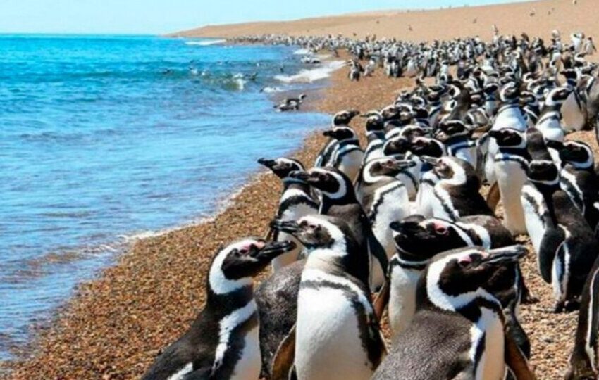  Chubut recibe a los pingüinos con dos fechas de apertura de temporada