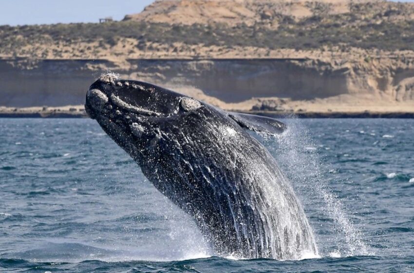  Fiesta de la Ballena: Puerto Pirámides Celebra su Especie Emblemática