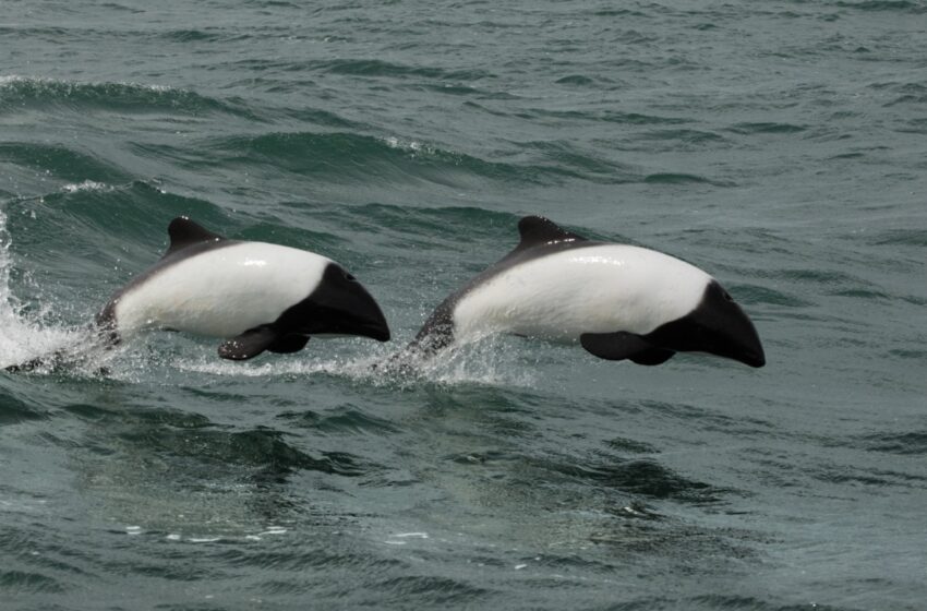  Provincia participa de la apertura de temporada de Toninas en Playa Unión