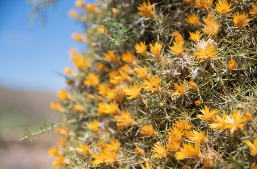  ESTE SÁBADO DESCUBRÍ LA ESTEPA EN FLOR