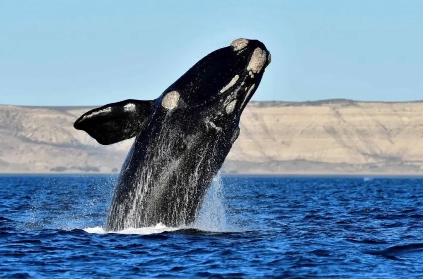  Chubut se prepara para exponer sus atractivos en la Feria Internacional de Turismo 2024