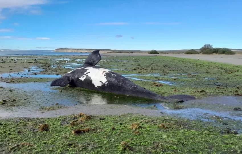  Provincia trabaja en la disposición de ejemplares de ballenas hallados en Península Valdés