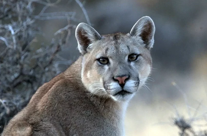  Puma, el animal maldito
