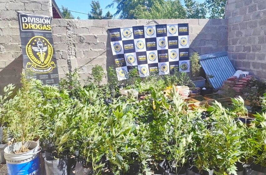  Operativo «Enano Verde»: La Policía del Chubut secuestró más de 600 plantas de marihuana y desmanteló un punto de narcomenudeo en Comodoro Rivadavia