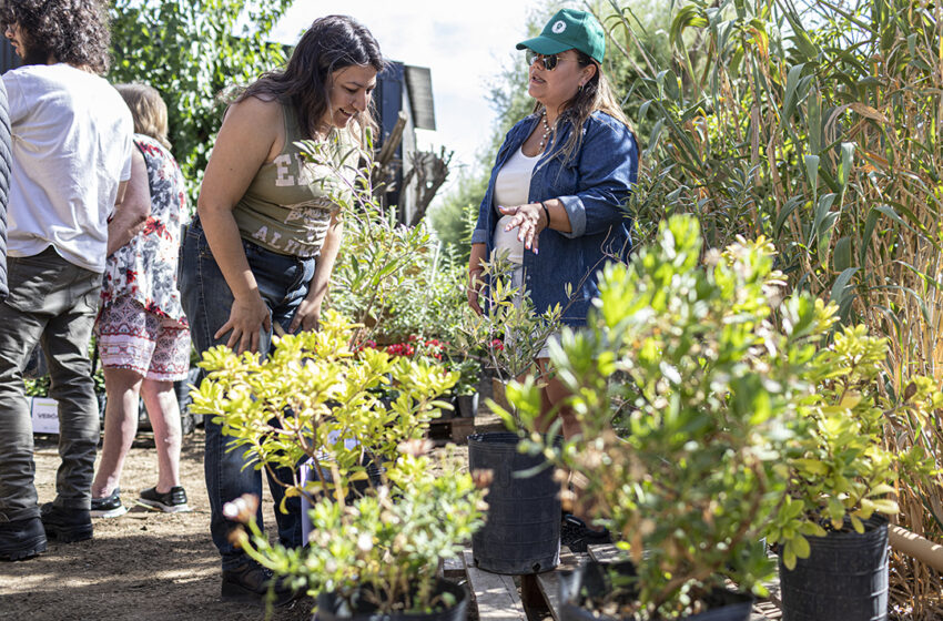  Cuidado del medio ambiente: Se dictarán talleres de siembra para adultos mayores y niños