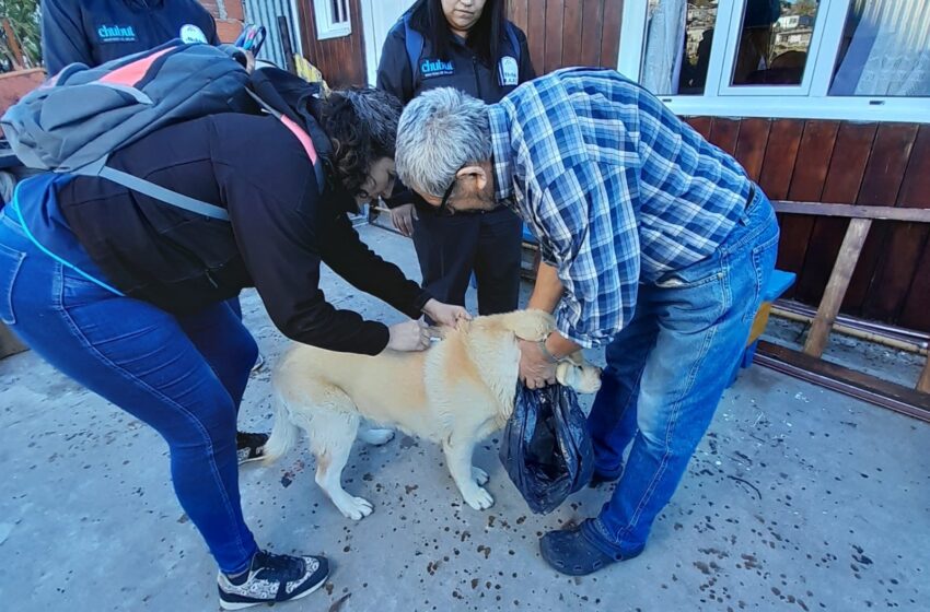  Chubut aplicó más de 18.000 vacunas antirrábicas de uso veterinario durante 2024