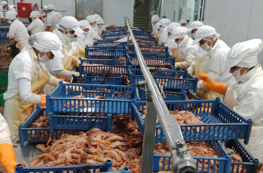  Torres destacó la certificación del langostino con el sello MSC: “Es un reconocimiento internacional clave para posicionar a Chubut como referente de la pesca sustentable”