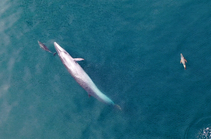  RADA TILLY COMIENZA A VIVIR LA TEMPORADA DE BALLENA SEI