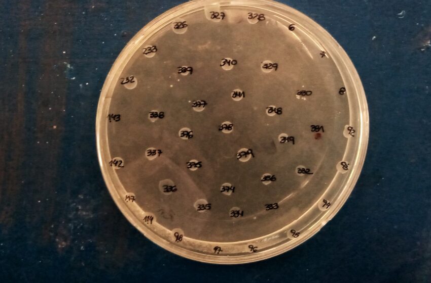  Con financiamiento del Gobierno Provincial, investigan resistencia bacteriana en la Patagonia