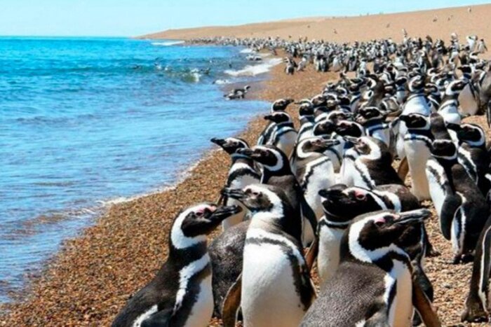  Chubut recibe a los Pingüinos de Magallanes