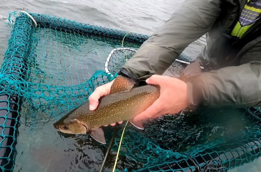  Provincia realiza una nueva campaña de captura y obtención de ovas de Trucha Arcoíris