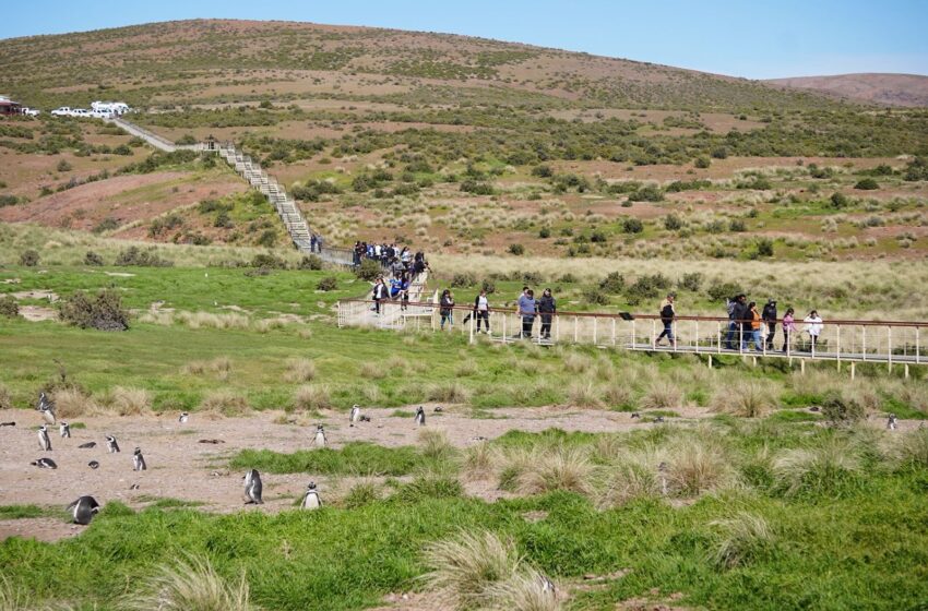  Chubut inauguró la temporada de pingüinos en Cabo Dos Bahías