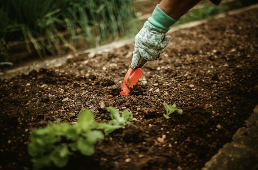  Taller de Huerta Orgánica Biointensiva en Rada Tilly: un espacio para aprender a producir alimentos de manera sustentable y sin agrotóxicos