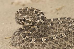  Provincia brindó recomendaciones para evitar picaduras o mordeduras de animales ponzoñosos de importancia sanitaria