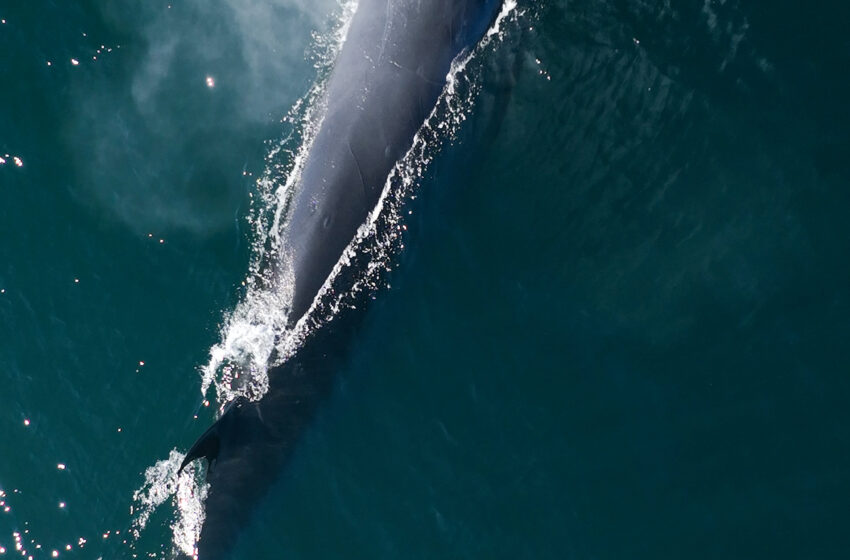  Rada Tilly inicia la Temporada 2026 de Avistaje de Ballena Sei con una vigilia en Punta Marqués y transmisión en vivo
