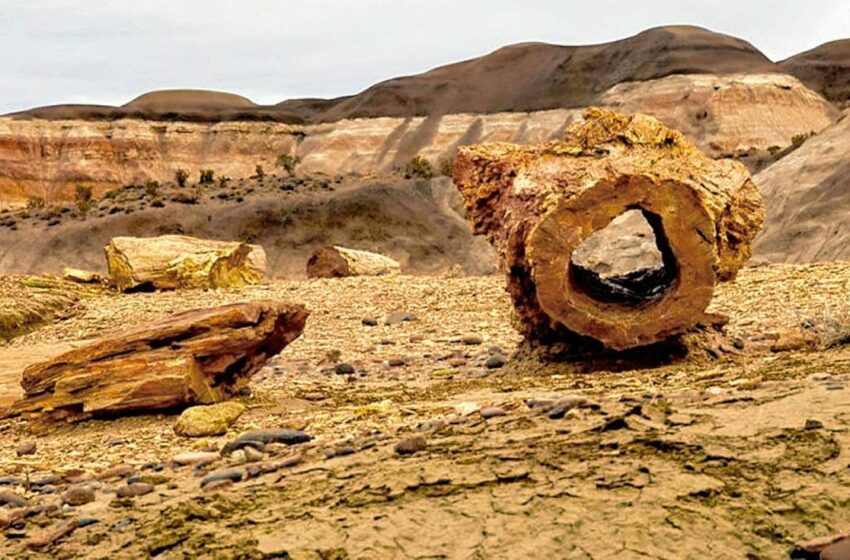  POR EL «DÍA INTERNACIONAL DE LOS BOSQUES» EL PRÓXIMO SÁBADO SE PODRÁ INGRESAR DE MANERA GRATUITA AL BOSQUE PETRIFICADO DE SARMIENTO
