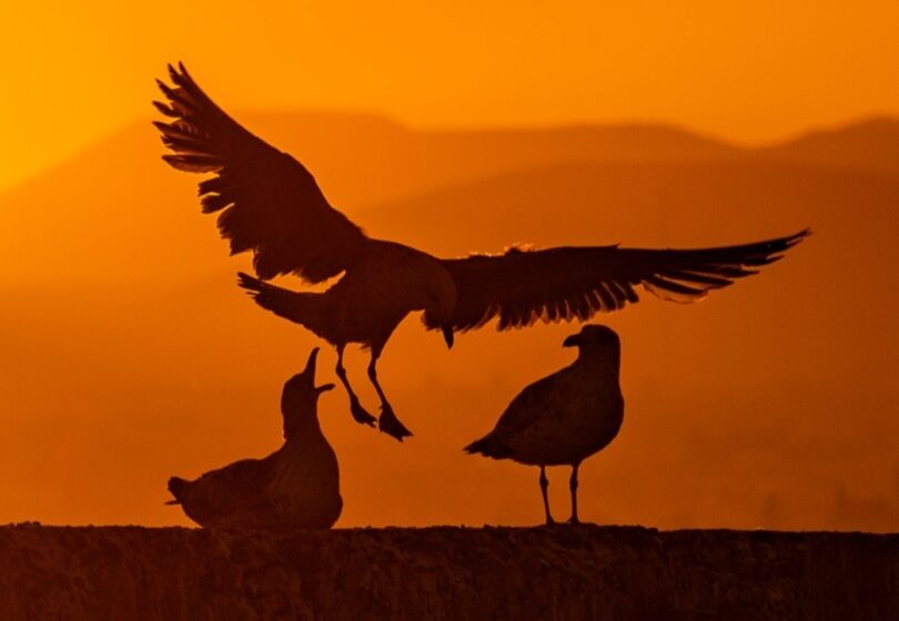  Desafío del Liderazgo Social