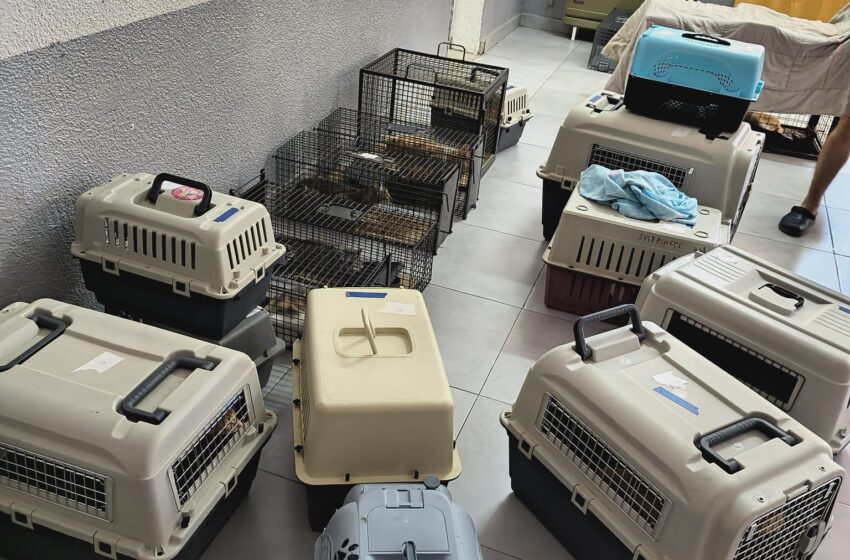  Continúa el operativo de control y sanidad en una colonia de felinos callejeros