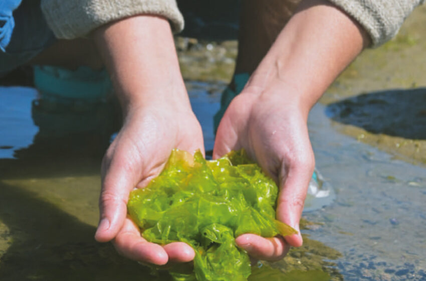  Algas patagónicas, cocina consciente y productos locales: una propuesta gastronómica que mira al mar desde otro lugar