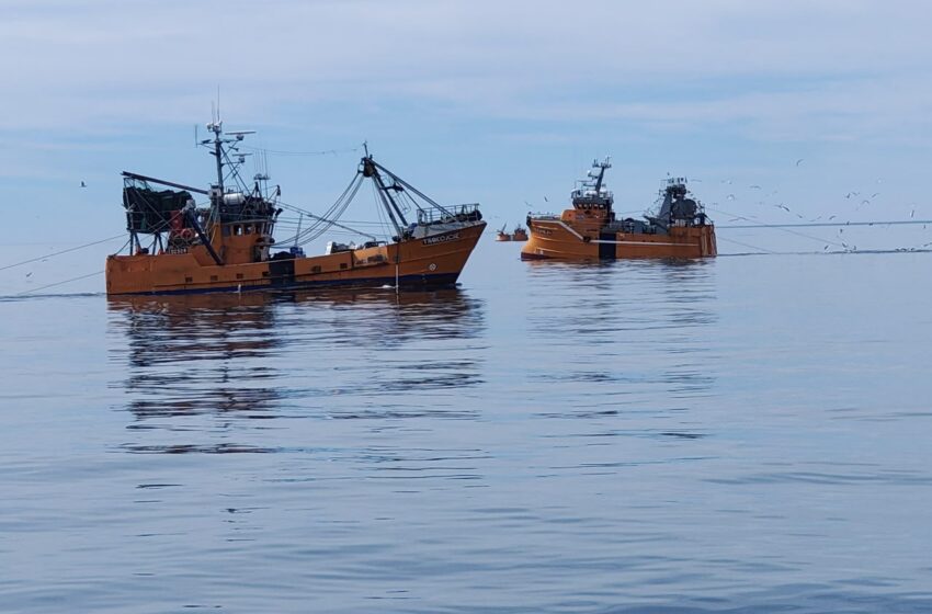  Chubut lidera por primera vez los desembarques pesqueros del país y proyecta superar las 300 mil toneladas
